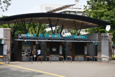 Ueno Zoo: A Must-Visit Wildlife Destination in Tokyo