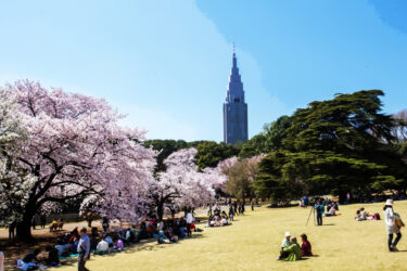 Shinjuku Gyoen National Garden: A Serene Urban Oasis in the Heart of Tokyo