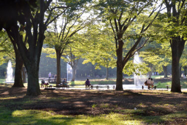 Yoyogi Park: Your Urban Oasis in the Heart of Tokyo