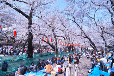 Ueno Park: Your Gateway to Tokyo’s Cultural Treasures